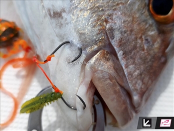 Tailwalk T.R.B. Ring Assist - Tailwalk
